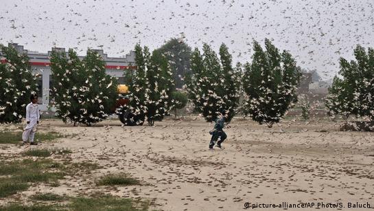 Pakistan declares locust swarm emergency – DW – 02/01/2020
