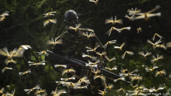 Kenia Heuschreckenplage
