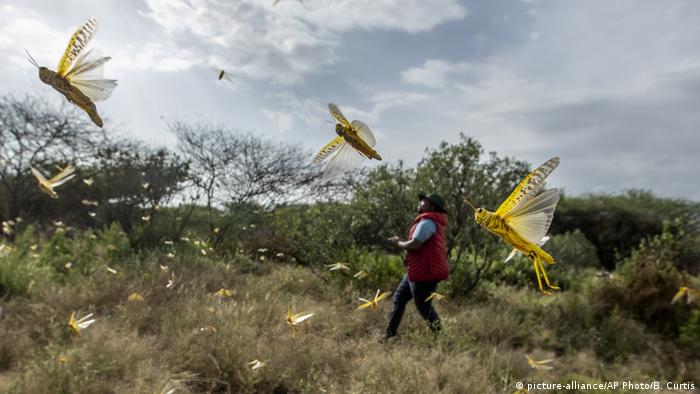 Locusts flying in Kenya 