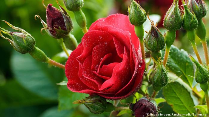 BG Rosen | Rote Rose (Imago-Images/Panthermedia/Serkucher)