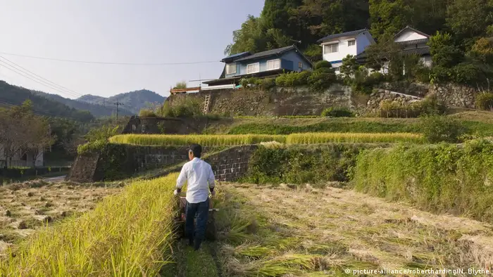 Depuis 2018, la préfecture de Miyazaki fait partie des 52 régions classées au patrimoine agricole mondial, un classement établi par l’Organisation des nations unies pour l’agriculture et l’alimentation