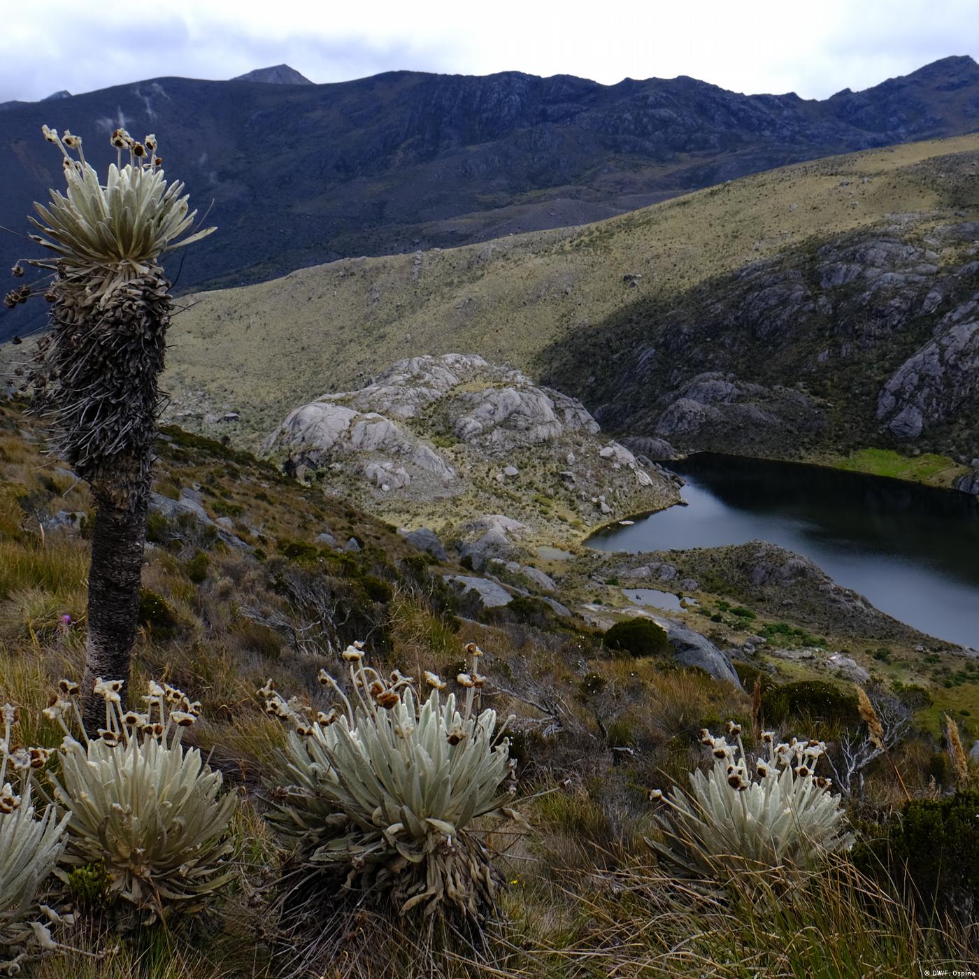 Living Planet: Under threat