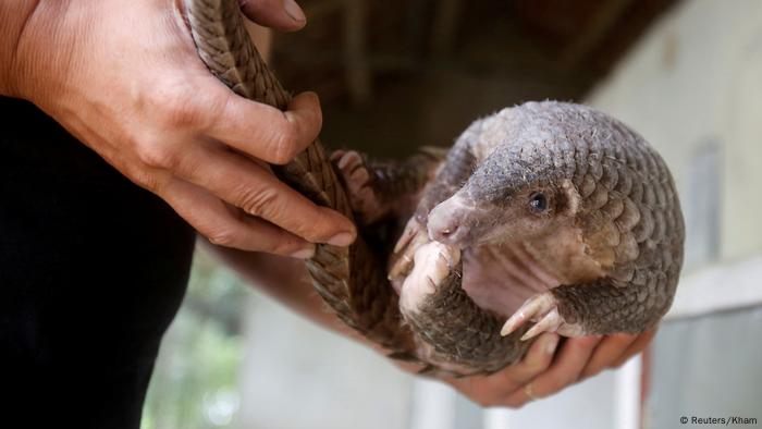 Un homme tenant un pangolin au Vietnam 