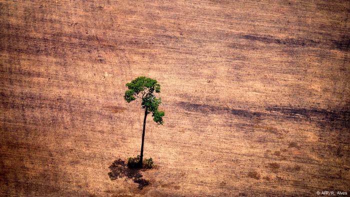 Árvore sozinha em área desmatada da Amazônia