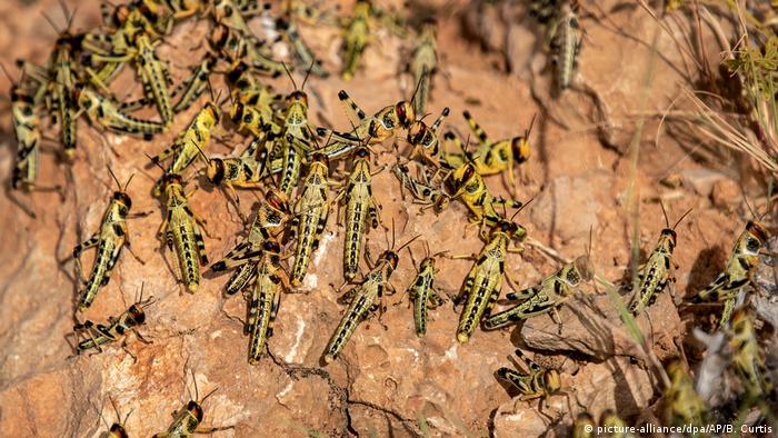 Young locusts on a rock.