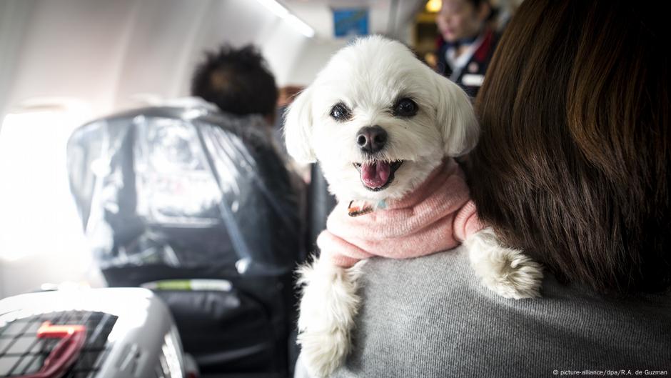 Japanska avio kompanija dozvoljava vlasnicima na specijanim turama da nose svoje ljubimce u kabinu.