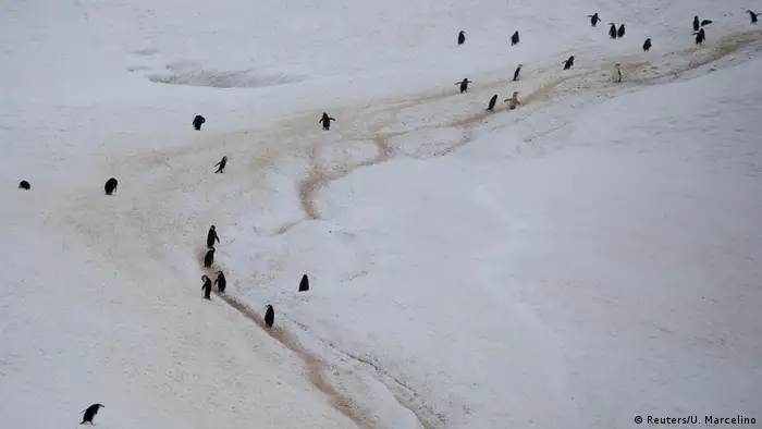 Penguins dotted about in the snow
