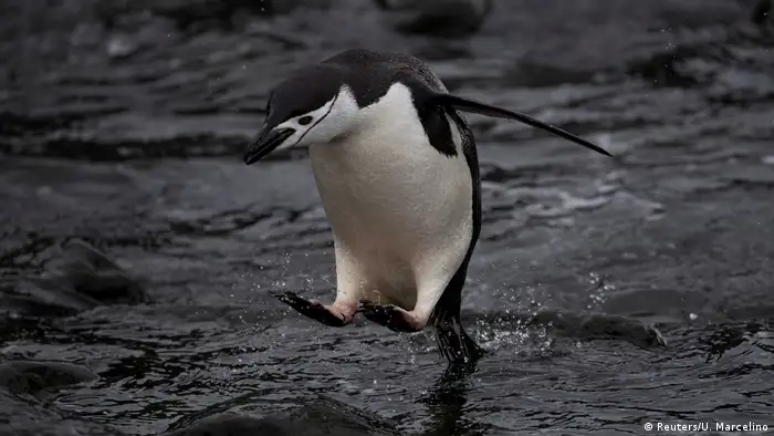 BG Antarktis Expedition Pinguine