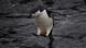 BG Antarktis Expedition Pinguine BG Antarktis Expedition Pinguine