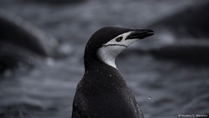 BG Antarktis Expedition Pinguine (Reuters/U. Marcelino)