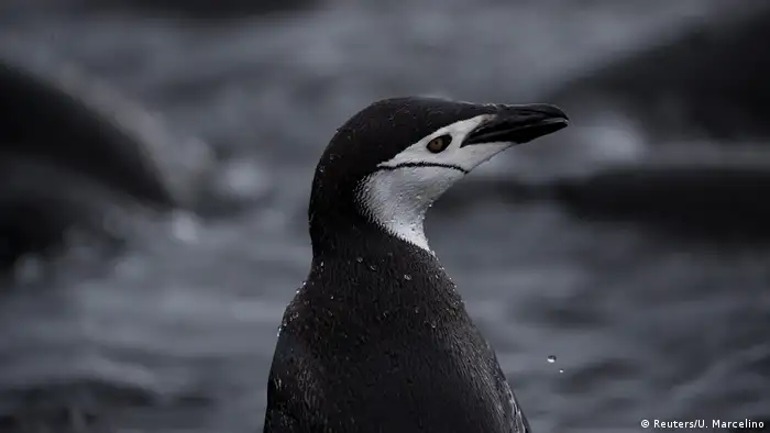 A single chinstrap penguin