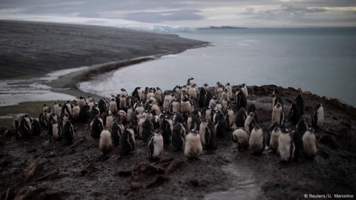 BG Antarktis Expedition Pinguine (Reuters/U. Marcelino)