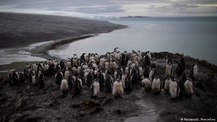 A colony of penguins by the water