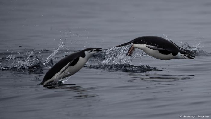 BG Antarktis Expedition Pinguine (Reuters/U. Marcelino)