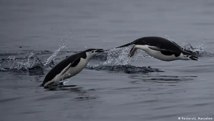 Two penguins jumping out of the water