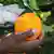 A farmer harvests an orange