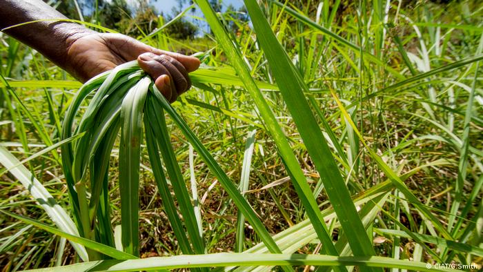 Why Feeding Cows Better Grass Can Help Fight Climate Change Environment All Topics From Climate Change To Conservation Dw 24 02 2020