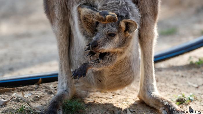 Filhote de canguru pendurado na bolsa da mãe