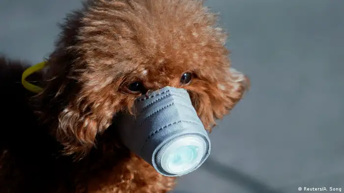 Hund mit Atemschutzmaske Coronavirus China Shanghai