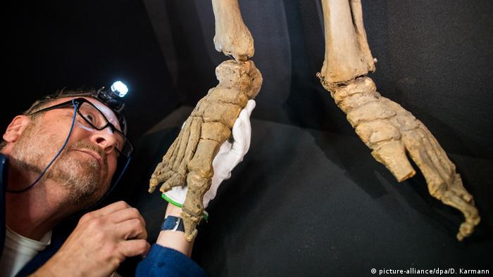 400-річний скелет німецького велетня послужить сучасній науці 