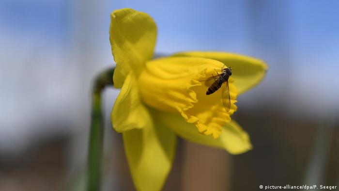 Нарциссы во Фрайбурге