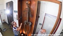 400-летний скелет немецкого великана послужит современной науке (фото)
