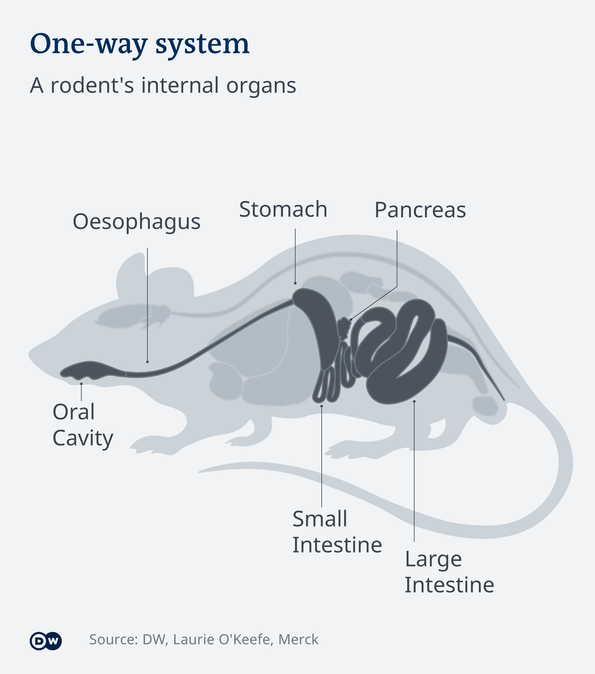 Infografik Schnitt durch Verdauungsorgane der Ratte EN