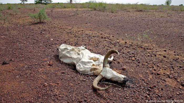 A skeleton of a bull lying on a plain on red soil