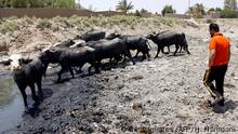 This picture shows buffalos in an empty riverbed in Umm Abbasiyat, some 60 kilometers east of Najaf, on July 5, 2018. - Beyond this year's dramatic lack of rain, experts say a central reason for Iraq's creeping drought is the regional sharing of its water resources. Neighbouring Turkey and Iran in recent years have both rerouted cross-border water sources they share with Iraq. (Photo by Haidar HAMDANI / AFP) (Photo credit should read HAIDAR HAMDANI/AFP via Getty Images)