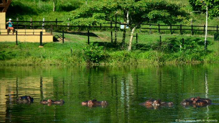 Kolumbien | Nilpferde im Hacienda Napoles Park im Besitz von Pablo Escobar