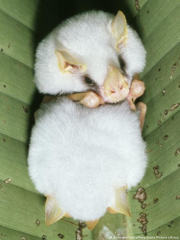 honduran ghost bat