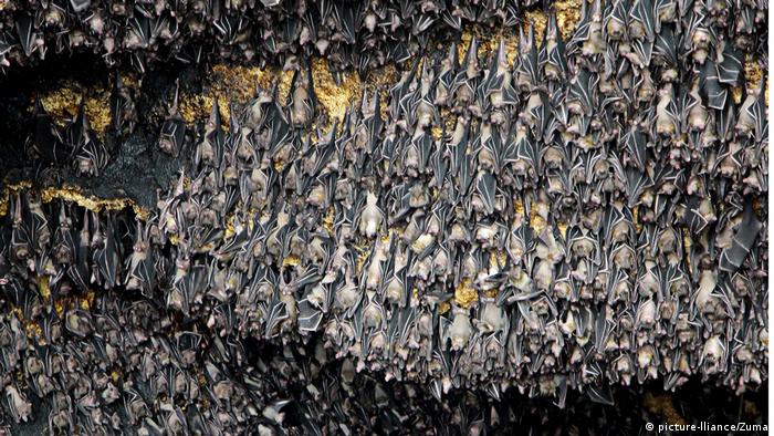 Hundreds of flying foxes hanging upside down in a cave 