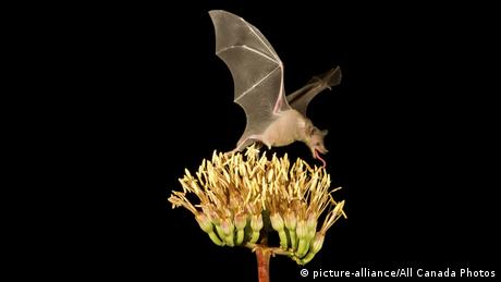 Long-nosed bat feeds on a plant