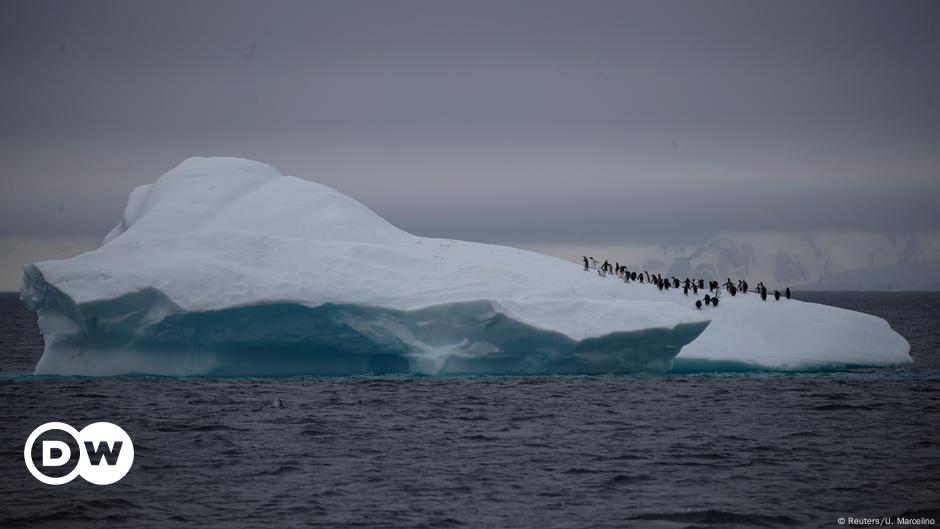 Antarctic expedition reveals dramatic penguin decline – DW – 03/13/2020