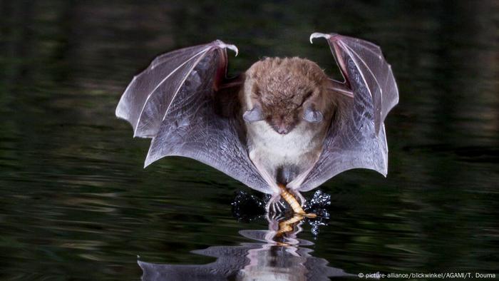 A bat snatches an insect from the water