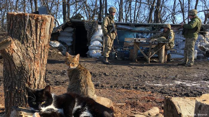 Cats on the territory of a soldier's camp