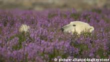 Derita Beruang Kutub Akibat Perubahan Iklim