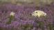 A polar bear relaxing on coastal rocky island with tundra fireweed A polar bear relaxing on coastal rocky island with tundra fireweed