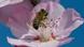 Una abeja se deleita en una flor de almendro en un campo de Renania-Palatinado. Una abeja se deleita en una flor de almendro en un campo de Renania-Palatinado.