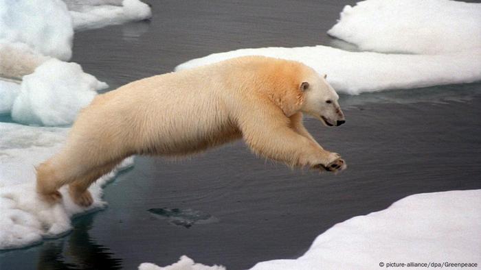 A polar bear jumping from an ice floe