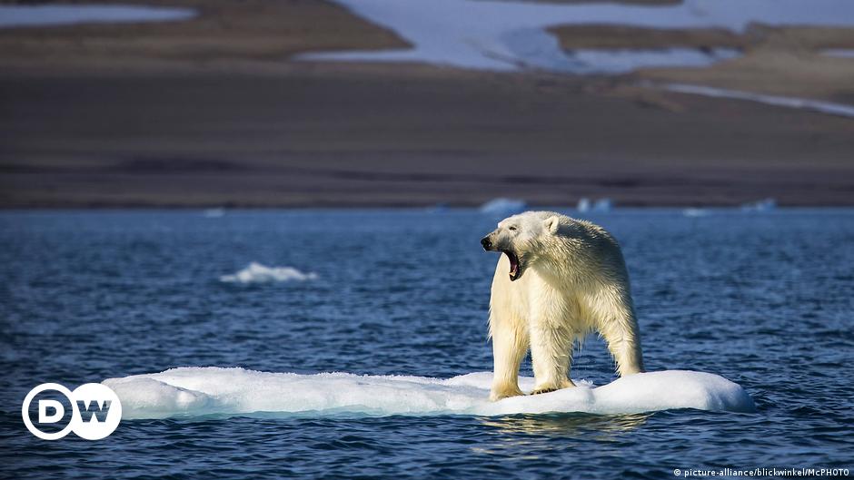 Casi todos los osos polares podrían extinguirse para 2100 – DW – 20/07/2020
