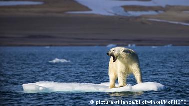 Hallan población secreta de oso polar en hábitat imposible – DW –  17/06/2022