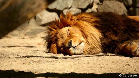 Ein schlafender Löwe