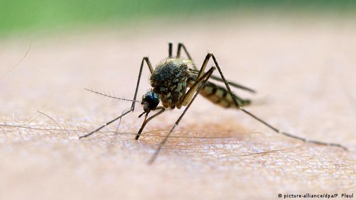 Un mosquito pica a un humano