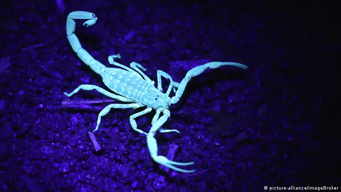 Un escorpión bajo luz ultravioleta.
