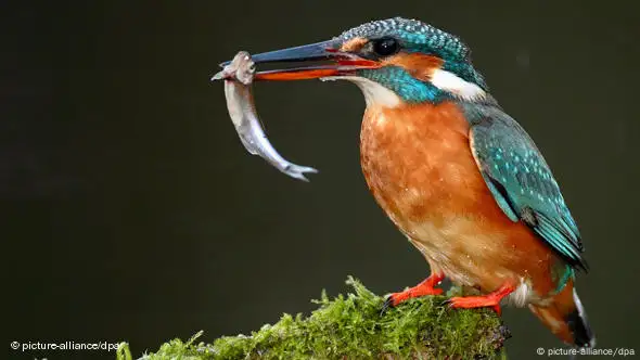 Eisvogel mit Fisch im Schnabel (Foto: dpa)