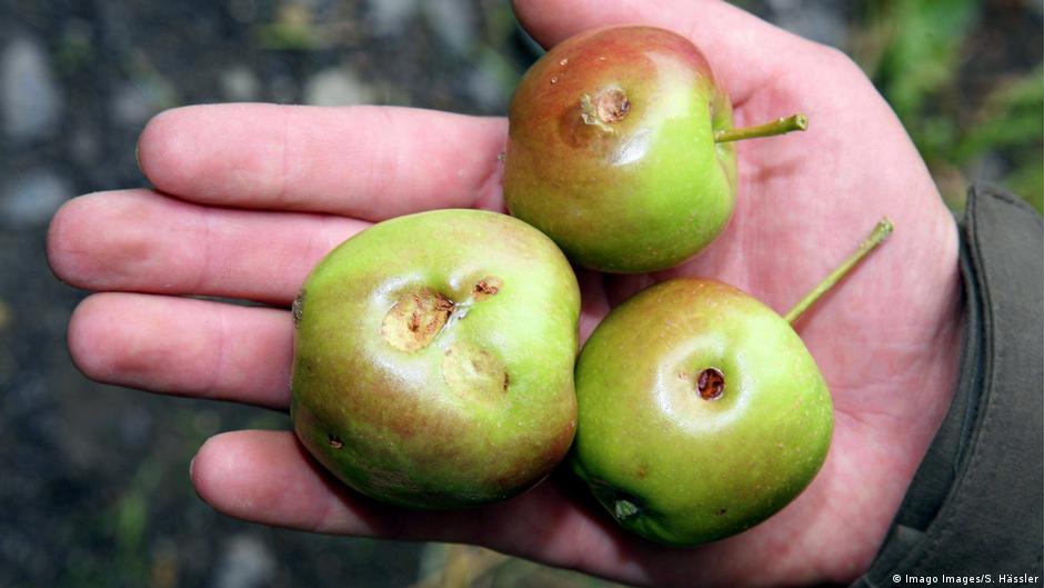 الثمار مثل التفاح بعض النباتات تنتج حل تنتج