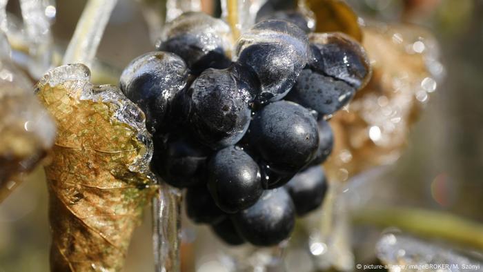 BG Nahrung Klimawandel | Frost auf Weinrebe (picture-alliance/imageBROKER/M. Szönyi)