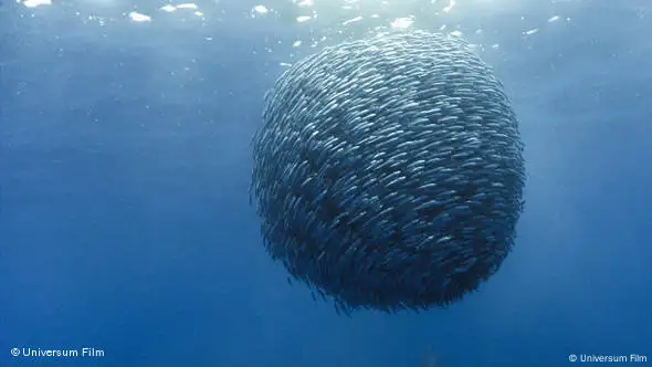 Makrelen ballen sich zu einer Kugel zusammen (Foto: Universum Film)