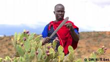 In Kenya Herders Turn An Invasive Cactus Into Biofuel Global Ideas Dw 12 03 2020